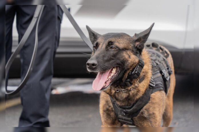 Brentwood Police Department Settles for $1 Million After Police Dog Attack on Woman