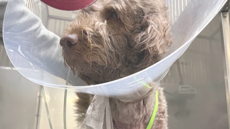 Goldendoodle Puppy Shot in Shocking Brevard Incident: Community Demands Justice