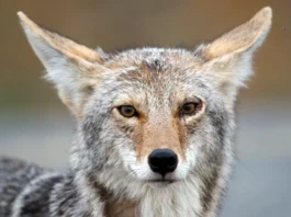 Teens Accused of Killing Coyote in Chicago Sparks Outrage: Shocking Details Uncovered
