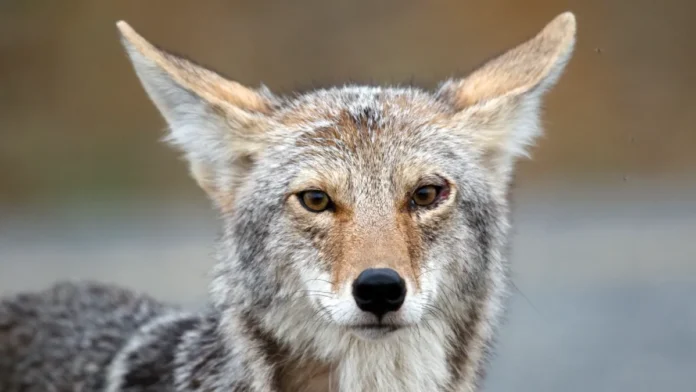 Teens Accused of Killing Coyote in Chicago Sparks Outrage: Shocking Details Uncovered