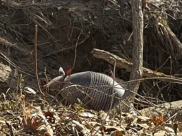 Hidden Treasures: Armadillos & Sturgeon in Illinois!