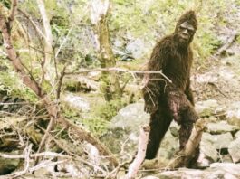 Legendary! California Pushes to Make Bigfoot the Official Cryptid