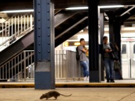 Rats Everywhere: Warmer Temps Mean More Baby Rats in Cities