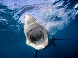 Shark Alert! U.S. Map Reveals the Most Dangerous Waters