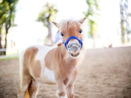 6-Year-Old’s Beloved Pony Stolen from Jurupa Valley Backyard