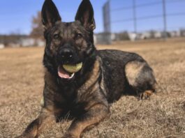 Brave Police Dog Injured During Suspect Arrest in Wauconda