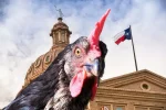 Backyard Chicken Laws in Texas: What to Know Before You Get Started