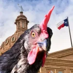 Backyard Chicken Laws in Texas: What to Know Before You Get Started