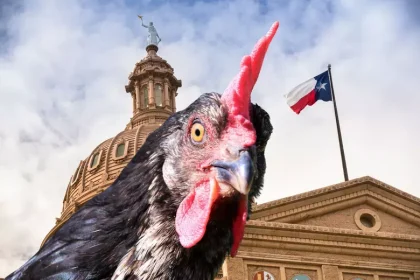 Backyard Chicken Laws in Texas: What to Know Before You Get Started
